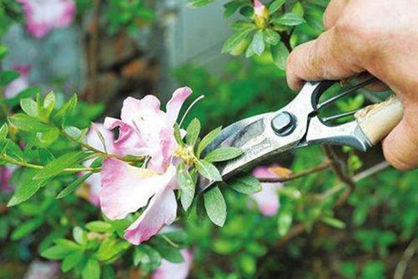 全是干货！|济南花卉租摆教你如何修剪木本花卉？