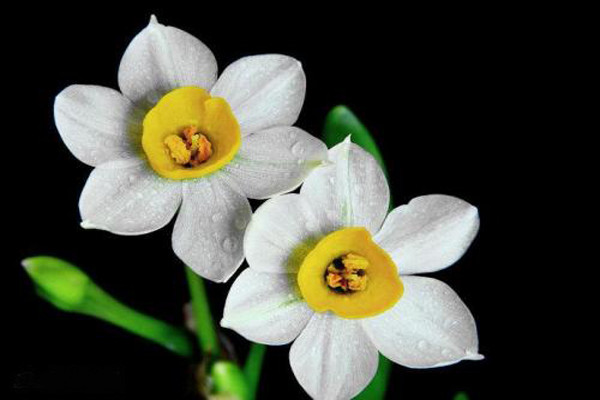 济南绿植租赁：冬季在家养这些花，既养眼，有旺运！