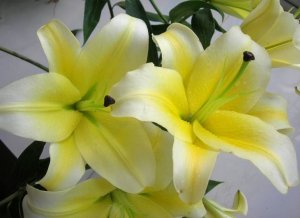 济南花卉厂家“绿色”花卉列举分享！